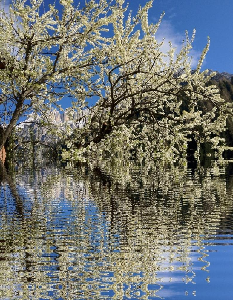 Appartamenti Regina Alleghe Buitenkant foto